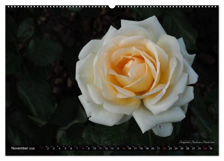 Produktbild: Edle Rosen (hochwertiger Premium Wandkalender 2026 DIN A2 quer), Kunstdruck in Hochglanz