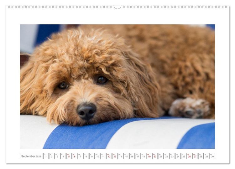 Produktbild: Maltipoo - Malteser -Pudel (Wandkalender 2026 DIN A2 quer), CALVENDO Monatskalender