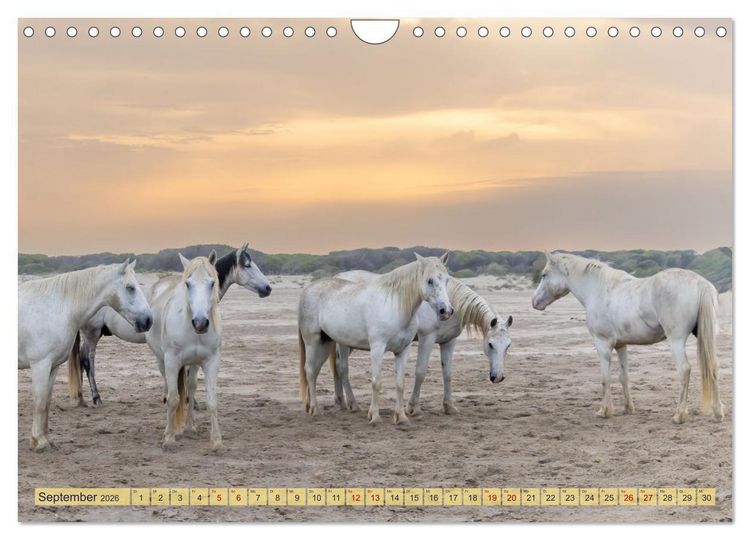 Produktbild: Die wilden Pferde der Camargue (Wandkalender 2026 DIN A4 quer), CALVENDO Monatskalender