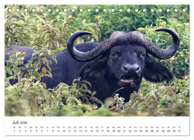 Produktbild: Tier Portraits Tansania (Tischkalender 2026 DIN A5 quer), CALVENDO Monatskalender