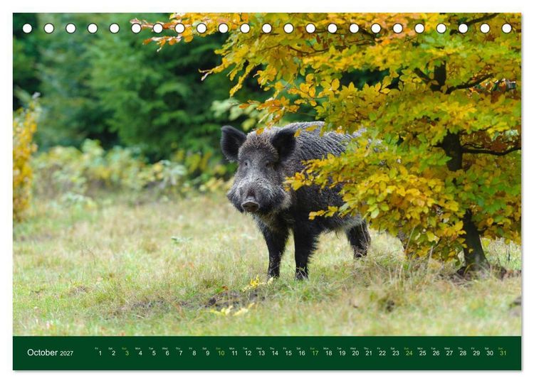 Produktbild: Wild Boars (Desk Calendar 2027 DIN A5 landscape), CALVENDO 12 Month DeskCalendar