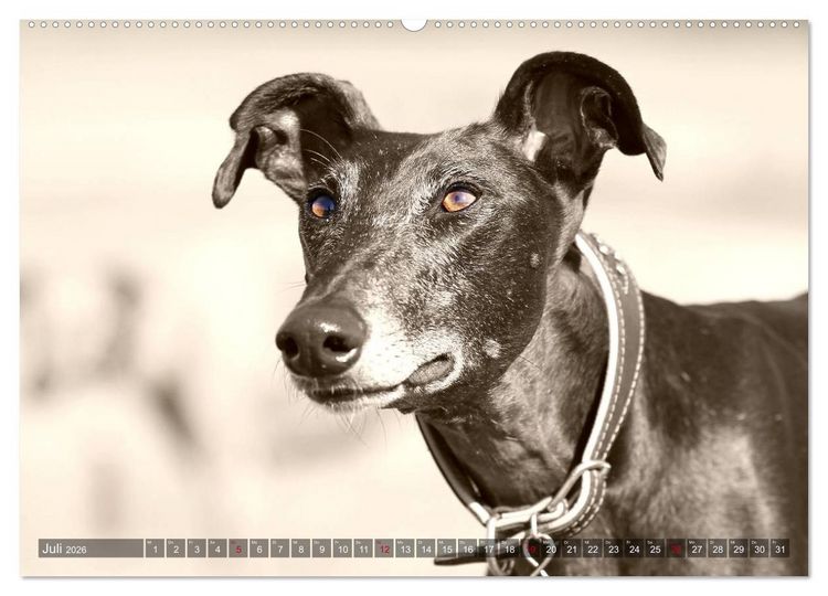 Produktbild: Windhunde eye-catcher (Wandkalender 2026 DIN A2 quer), CALVENDO Monatskalender