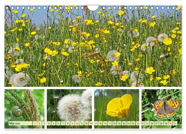 Produktbild: Bl&uuml;tenmeer am Wegesrand (Wandkalender 2026 DIN A4 quer), CALVENDO Monatskalender