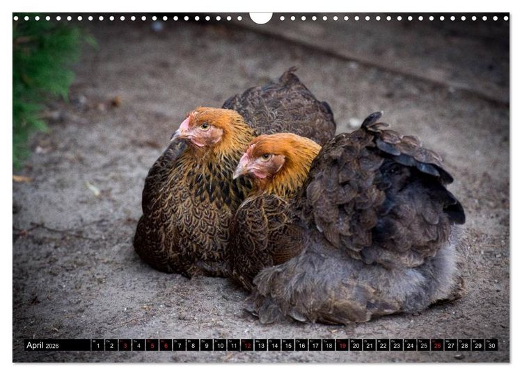 Produktbild: H&uuml;hner in meinem Garten (Wandkalender 2026 DIN A3 quer), CALVENDO Monatskalender