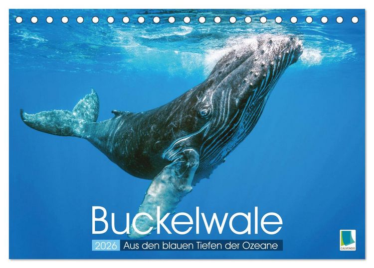 Produktbild: Buckelwale: Aus den blauen Tiefen der Ozeane (Tischkalender 2026 DIN A5 quer), CALVENDO Monatskalender