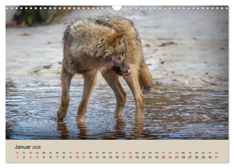 Produktbild: Wolfsrudel (Wandkalender 2026 DIN A3 quer), CALVENDO Monatskalender