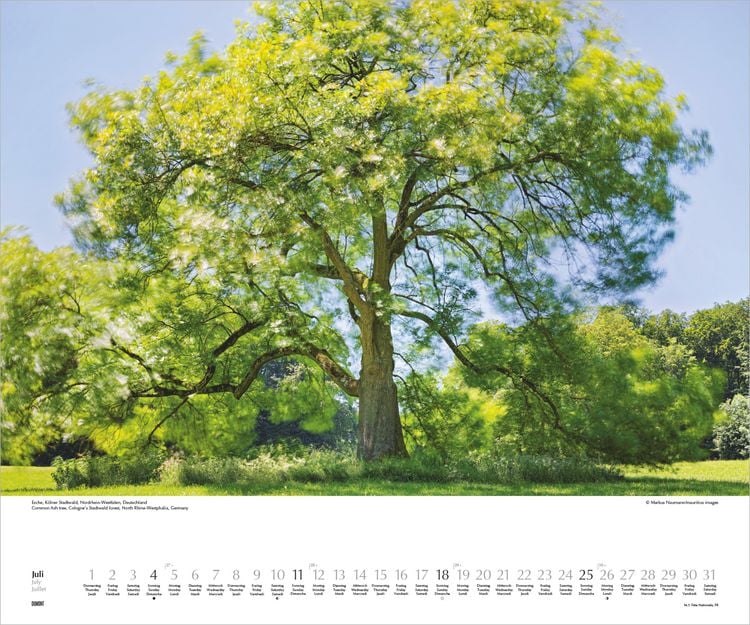 Produktbild: Heimische B&auml;ume 2027