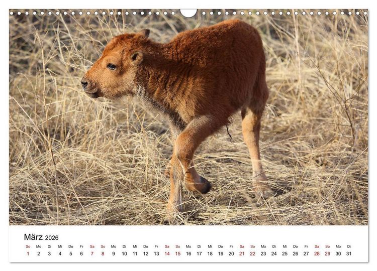 Produktbild: Alaska und West-Kanada (Wandkalender 2026 DIN A3 quer), CALVENDO Monatskalender