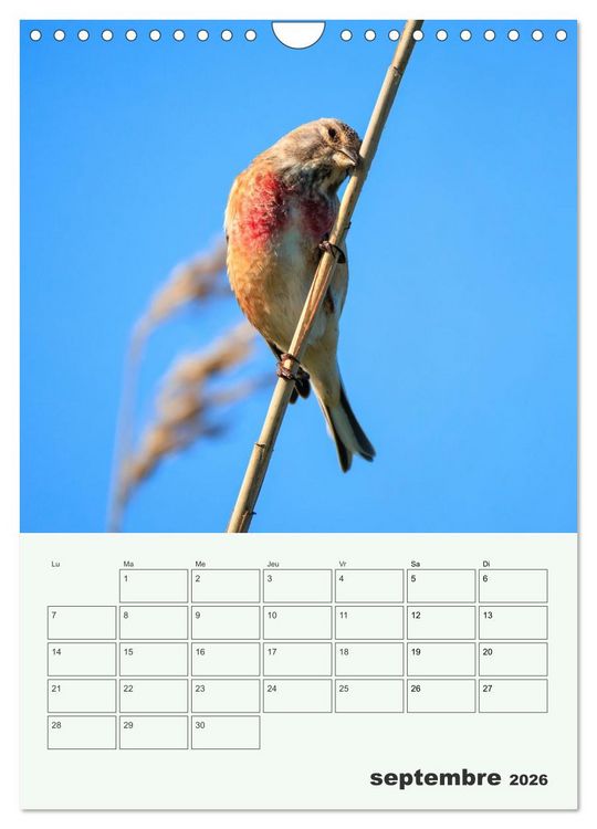 Produktbild: Le monde intime des oiseaux (Calendrier mural 2026 DIN A4 horizontal), CALVENDO calendrier mensuel