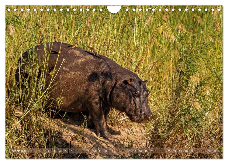 Produktbild: Hippos - Gef&auml;hrliche Giganten (Wandkalender 2026 DIN A4 quer), CALVENDO Monatskalender