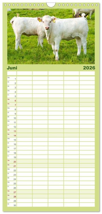 Produktbild: Familienplaner 2026 - Die Kuh macht Muuuh! mit 5 Spalten (Wandkalender, 21 x 45 cm) CALVENDO