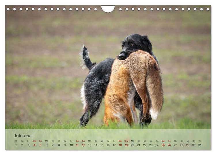 Produktbild: Treue Jagdgef&auml;hrten - Der Deutsch Drahthaar (Wandkalender 2026 DIN A4 quer), CALVENDO Monatskalender