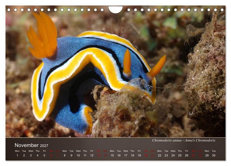 Produktbild: Nudibranchs on the ocean floor (Wall Calendar 2027 DIN A4 landscape), CALVENDO 12 Month Wall Calendar