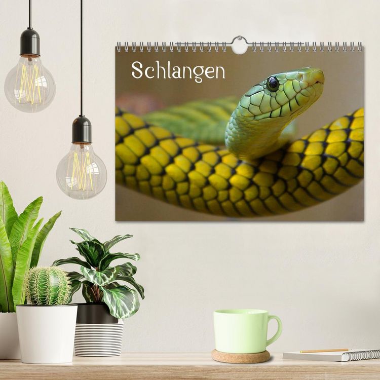 Produktbild: Schlangen (Wandkalender 2026 DIN A4 quer), CALVENDO Monatskalender