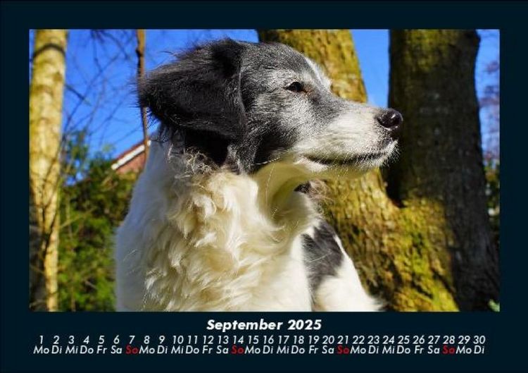 Produktbild: Hunde 2025 Fotokalender DIN A5