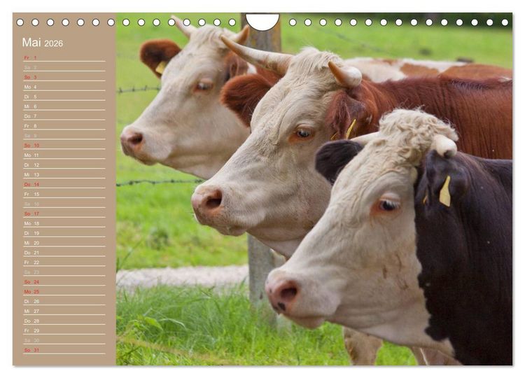 Produktbild: K&uuml;he / Geburtstagskalender (Wandkalender 2026 DIN A4 quer), CALVENDO Monatskalender