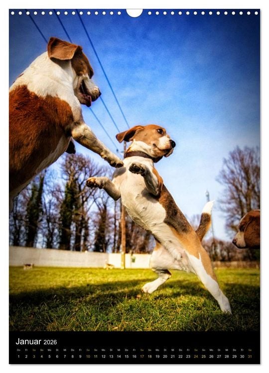 Produktbild: Beagle Action - Wilde Kuscheltiere (Wandkalender 2026 DIN A3 hoch), CALVENDO Monatskalender