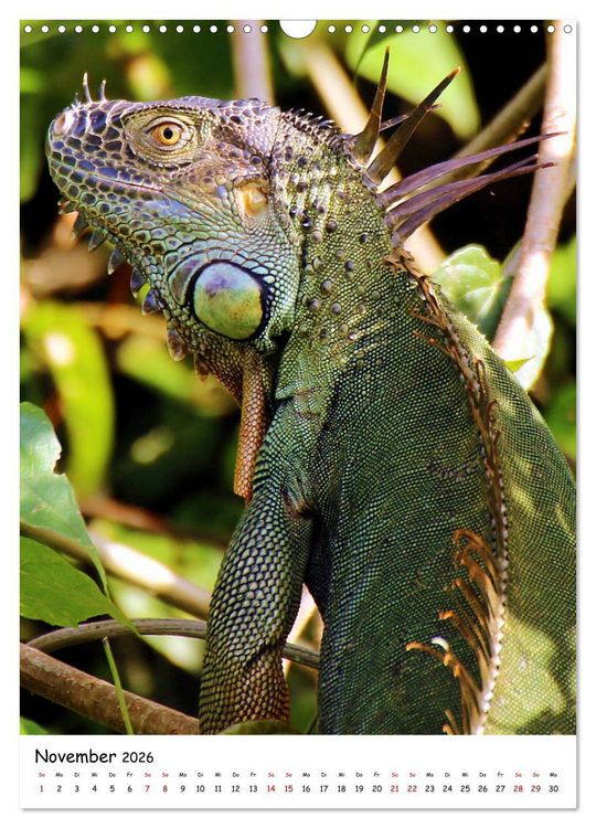 Produktbild: Costa Rica - Fauna & Flora (Wandkalender 2026 DIN A3 hoch), CALVENDO Monatskalender