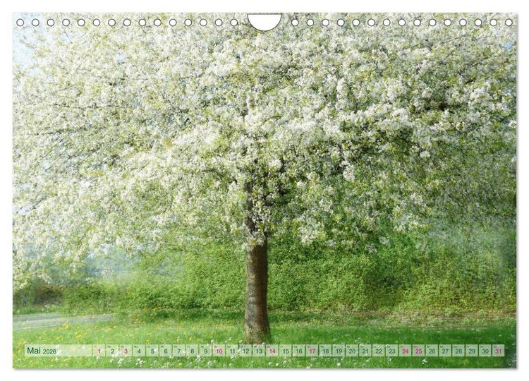 Produktbild: Vielfalt der B&auml;ume - variety of trees (Wandkalender 2026 DIN A4 quer), CALVENDO Monatskalender