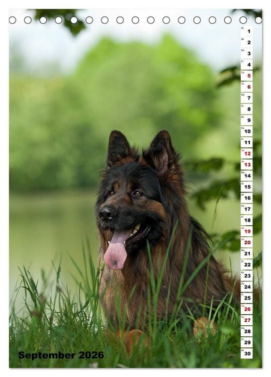Produktbild: Sch&auml;ferhunde Langstockhaar zum verlieben (Tischkalender 2026 DIN A5 hoch), CALVENDO Monatskalender