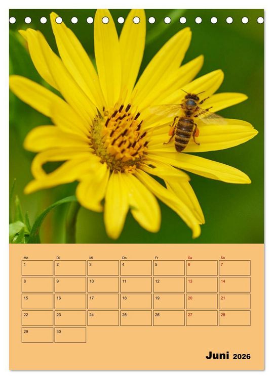 Produktbild: Die Biene und die Farbe gelb (Tischkalender 2026 DIN A5 hoch), CALVENDO Monatskalender