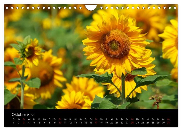 Produktbild: Sonnenblumen (Wandkalender 2027 DIN A4 quer), CALVENDO Monatskalender