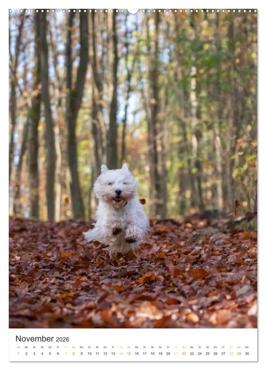 Produktbild: Der Westie - Portrait eines West Highland White Terriers (Wandkalender 2026 DIN A2 hoch), CALVENDO Monatskalender