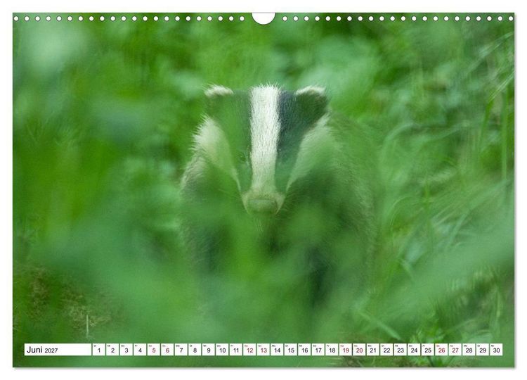 Produktbild: Wildtiere im M&uuml;ritz-Nationalpark (Wandkalender 2027 DIN A3 quer), CALVENDO Monatskalender