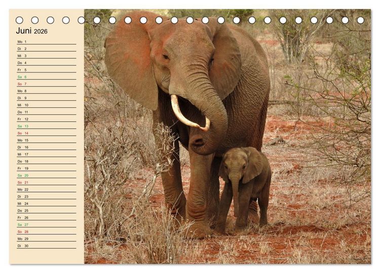 Produktbild: Verr&uuml;ckt nach Safari Verr&uuml;ckt nach Abenteuer in Kenia (Tischkalender 2026 DIN A5 quer), CALVENDO Monatskalender