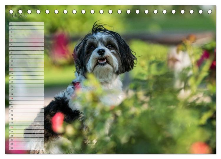 Produktbild: Spa&szlig; mit Havanesern (Tischkalender 2026 DIN A5 quer), CALVENDO Monatskalender