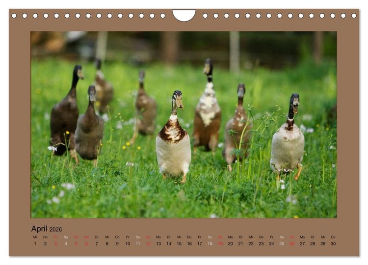 Produktbild: Laufenten immer was zu Schnattern (Wandkalender 2026 DIN A4 quer), CALVENDO Monatskalender