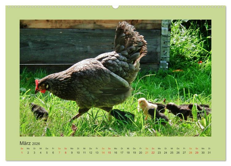 Produktbild: Wer schnattert und gackert denn da? - K&uuml;ken-Edition (Wandkalender 2026 DIN A2 quer), CALVENDO Monatskalender