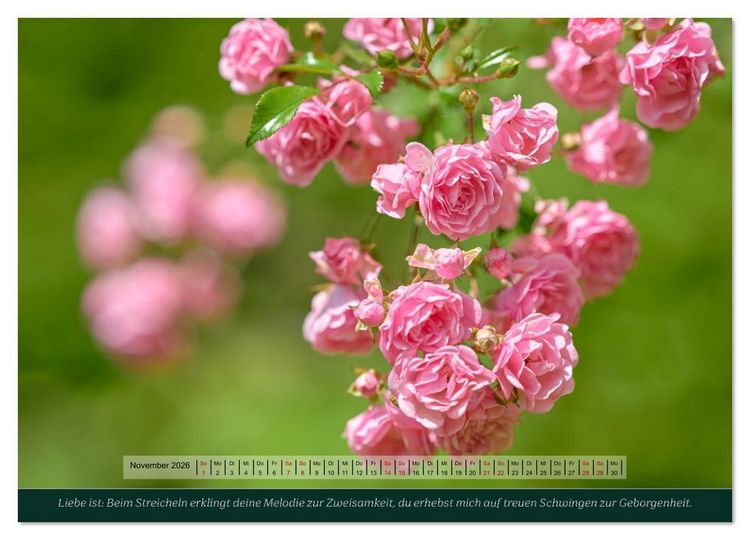 Produktbild: Rosen, Liebe ist (Wandkalender 2026 DIN A4 quer), CALVENDO Monatskalender