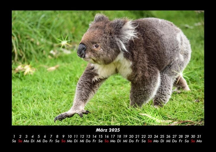 Produktbild: Koala 2025 Fotokalender DIN A3