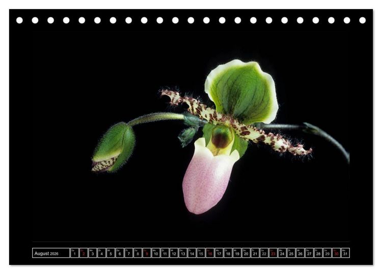 Produktbild: Orchideen 2026 (Tischkalender 2026 DIN A5 quer), CALVENDO Monatskalender