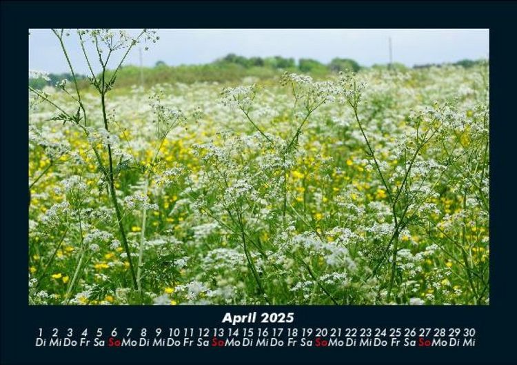 Produktbild: Blumentr&auml;ume 2025 Fotokalender DIN A5