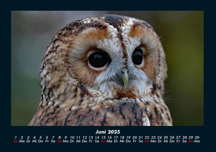 Produktbild: Tierkalender 2025 Fotokalender DIN A4