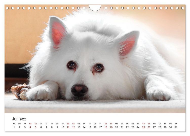 Produktbild: Total gechillte Hunde (Wandkalender 2026 DIN A4 quer), CALVENDO Monatskalender
