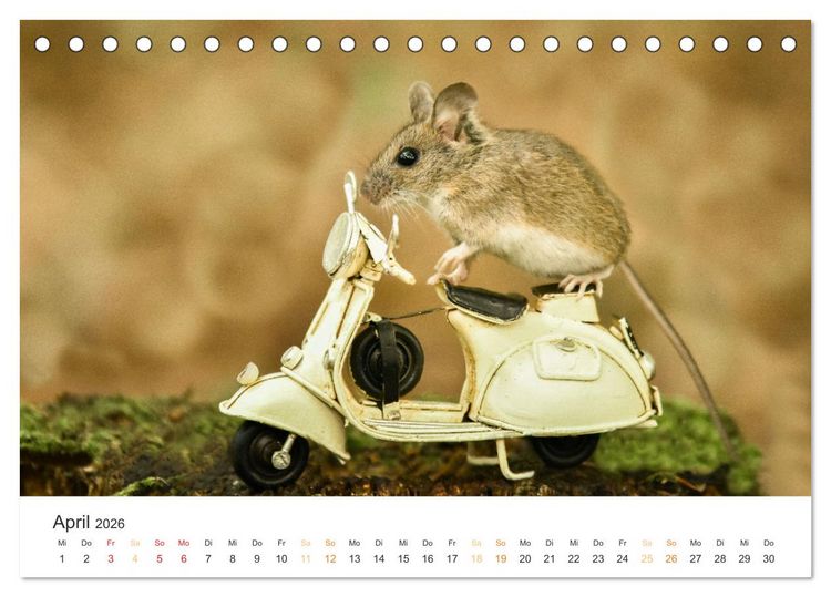 Produktbild: Geheimes Waldleben (Tischkalender 2026 DIN A5 quer), CALVENDO Monatskalender