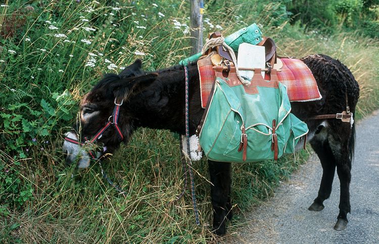 Produktbild: Esel - Wanderungen im Limousin