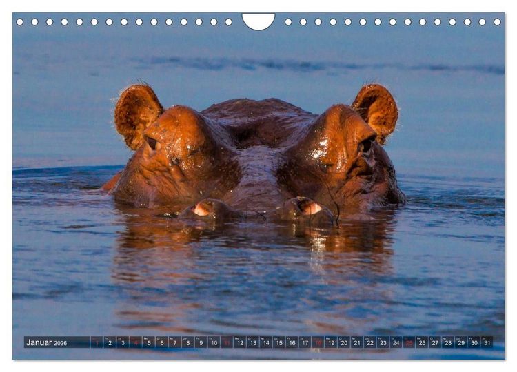 Produktbild: blick kontakt mit tieren im &ouml;stlichen und s&uuml;dlichen afrika (Wandkalender 2026 DIN A4 quer), CALVENDO Monatskalender