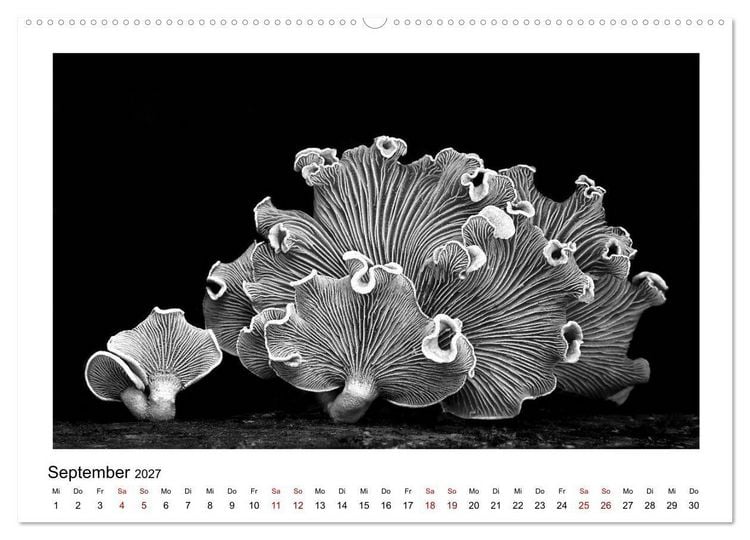 Produktbild: Die grafische Sch&ouml;nheit der Pflanzen &ndash; Schwarz-Wei&szlig; (Wandkalender 2027 DIN A2 quer), CALVENDO Monatskalender