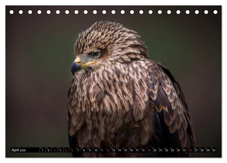Produktbild: Greifv&ouml;gel und Eulen (Tischkalender 2026 DIN A5 quer), CALVENDO Monatskalender