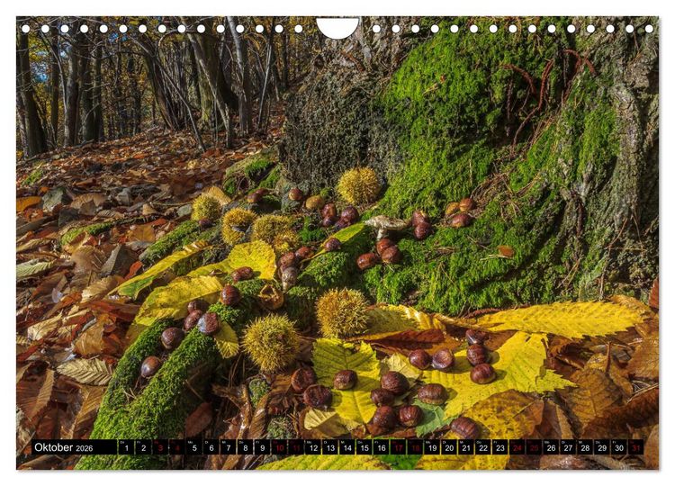 Produktbild: Augenschmaus Pfalz (Wandkalender 2026 DIN A4 quer), CALVENDO Monatskalender