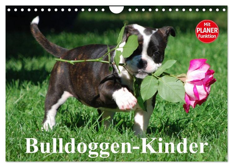 Produktbild: Bulldoggen-Kinder (Wandkalender 2026 DIN A4 quer), CALVENDO Monatskalender