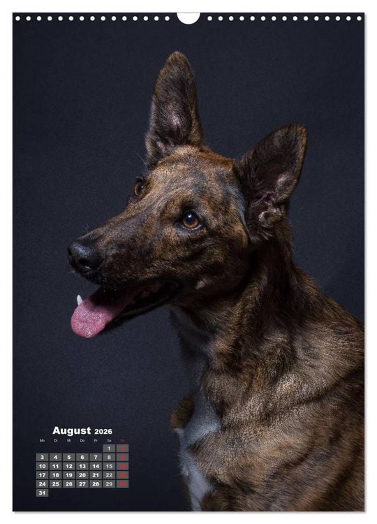 Produktbild: Treue Wegbegleiter, Hunde im Portrait. (Wandkalender 2026 DIN A3 hoch), CALVENDO Monatskalender