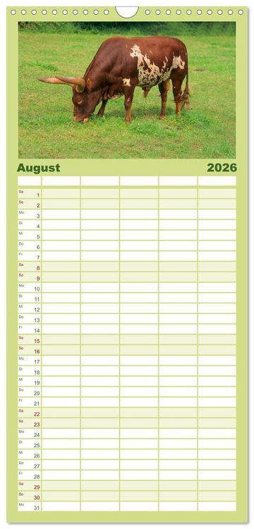 Produktbild: Familienplaner 2026 - Rinder auf dem Lande mit 5 Spalten (Wandkalender, 21 x 45 cm) CALVENDO