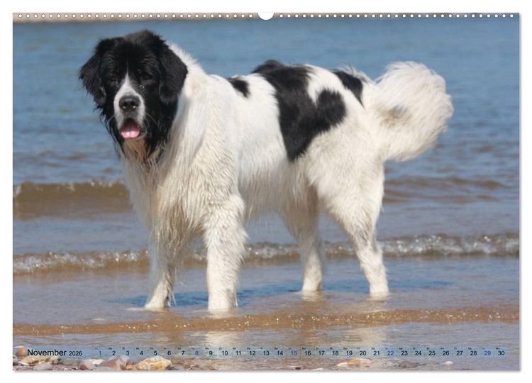 Produktbild: Landseer - Das Wasser ist ihr Element (Wandkalender 2026 DIN A2 quer), CALVENDO Monatskalender
