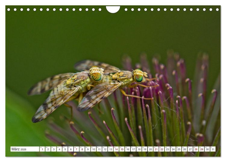 Produktbild: Ungeliebte Sch&ouml;nheiten - die faszinierende Welt unserer heimischen Fliegen (Wandkalender 2026 DIN A4 quer), CALVENDO Monatskalender