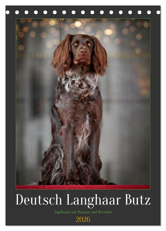 Produktbild: Deutsch Langhaar Butz - Jagdhund mit Passion und Herzblut (Tischkalender 2026 DIN A5 hoch), CALVENDO Monatskalender